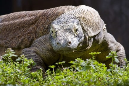 Jeu Puzzle Casse-tête en ligne Animaux Reptiles Dragon Komodo