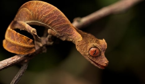 Jeu Puzzle Casse-tête en ligne Animaux Reptiles Gecko satanique