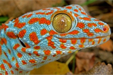 Jeu Puzzle Casse-tête en ligne Animaux Reptiles Gecko Tokay
