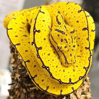 Jeu Puzzle Casse-tête en ligne Animaux Reptiles Serpent Python jaune