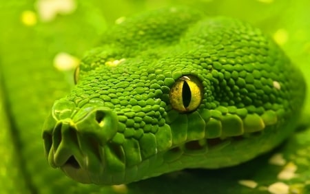 Jeu Puzzle Casse-tête en ligne Animaux Reptiles Serpent Python vert