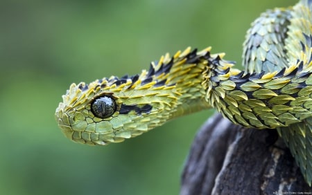 Jeu Puzzle Casse-tête en ligne Animaux Reptiles Serpent Vipère bush