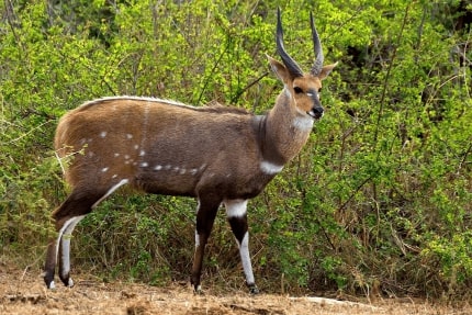 Jeu Puzzle Casse-tête en ligne Animaux Antilope Bushbuck