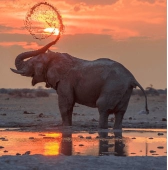 Jeu Puzzle Casse-tête en ligne Animaux Eléphant Botswana
