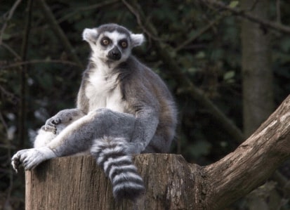Jeu Puzzle Casse-tête en ligne Animaux Lemur catta Madagascar