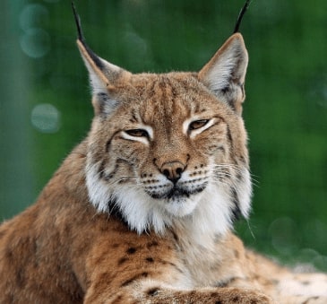 Jeu Puzzle Casse-tête en ligne Animaux Lynx