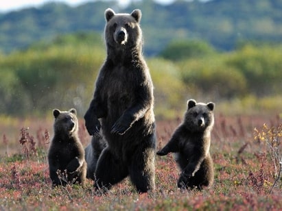 Jeu Puzzle Casse-tête en ligne Animaux Ours bruns