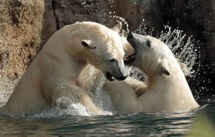 Jeu Puzzle Casse-tête en ligne Animaux Ours polaires