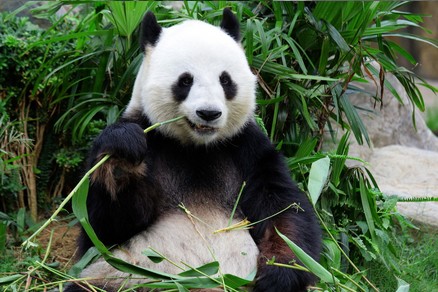 Jeu Puzzle Casse-tête en ligne Animaux sauvages Panda Bambou
