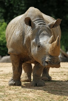 Jeu Puzzle Casse-tête en ligne Animaux Rhinocéros