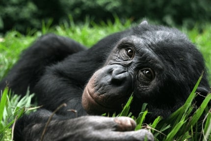 Jeu Puzzle Casse-tête en ligne Animaux Singe Bonobo