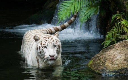 Jeu Puzzle Casse-tête en ligne Animaux sauvages Tigre blanc