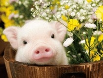 Jeu Puzzle Casse-tête en ligne Animaux ferme Cochon