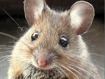 Jeu Puzzle Casse-tête en ligne Animaux Hamster