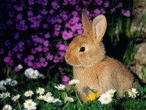 Jeu Puzzle Casse-tête en ligne Animaux Lapin