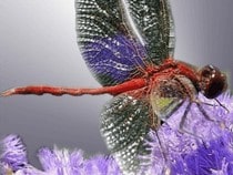 Jeu Puzzle Casse-tête en ligne Animaux Insecte Libellule