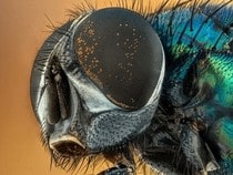 Jeu Puzzle Casse-tête en ligne Animaux Insecte Mouche