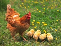 Jeu Puzzle Casse-tête en ligne Animaux Poule Poussins