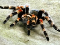 Jeu Puzzle Casse-tête en ligne Animaux Araignée Tarantule