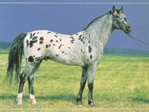 Jeu Puzzle Casse-tête en ligne Animaux ferme Chevaux Appaloosa