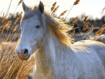 Jeu Puzzle Casse-tête en ligne Animaux ferme Chevaux Cheval Camargue