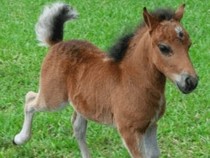 Jeu Puzzle Casse-tête en ligne Animaux ferme Chevaux Poulain Petit cheval