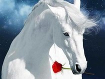 Jeu Puzzle Casse-tête en ligne Animaux ferme Chevaux Licornes magiques