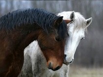 Jeu Puzzle Casse-tête en ligne Animaux ferme Chevaux blanc brun