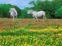 Jeu Puzzle Casse-tête en ligne Animaux ferme Chevaux Licornes magiques