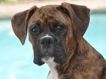 Jeu Puzzle Casse-tête en ligne Animaux Chiens Boxer