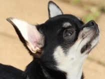 Jeu Puzzle Casse-tête en ligne Animaux Chiens Chihuahua