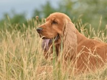 Jeu Puzzle Casse-tête en ligne Animaux Chiens Cocker spaniel