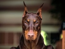 Jeu Puzzle Casse-tête en ligne Animaux Chiens Dobermann