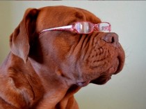 Jeu Puzzle Casse-tête en ligne Animaux Chiens Dogue Bordeaux