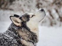 Jeu Puzzle Casse-tête en ligne Animaux Chiens Siberian Husky Neige