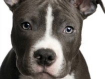 Jeu Puzzle Casse-tête en ligne Animaux Chiens Chiot Pitbull