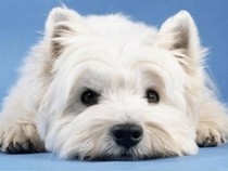 Jeu Puzzle Casse-tête en ligne Animaux Chiens West Highland White Terrier