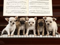 Jeu Puzzle Casse-tête en ligne Animaux Chiens Chiots Chihuahua piano