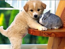 Jeu Puzzle Casse-tête en ligne Animaux Chiens Chiot Lapin