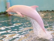 Jeu Puzzle Casse-tête en ligne Animaux marins Dauphin Albino