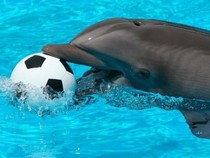 Jeu Puzzle Casse-tête en ligne Animaux marins Dauphins Ballon foot