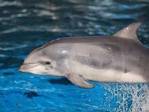 Jeu Puzzle Casse-tête en ligne Animaux marins Dauphins Bébé