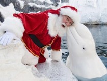 Jeu Puzzle Casse-tête en ligne Animaux marins Dauphin Beluga Noël