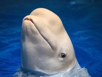 Jeu Puzzle Casse-tête en ligne Animaux marins Dauphin Beluga