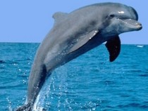 Jeu Puzzle Casse-tête en ligne Animaux marins Dauphins Saut