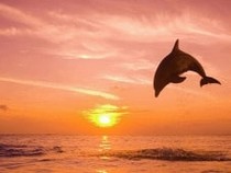 Jeu Puzzle Casse-tête en ligne Animaux marins Dauphins Coucher Soleil