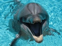 Jeu Puzzle Casse-tête en ligne Animaux marins Dauphins Sourire