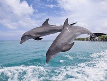 Jeu Puzzle Casse-tête en ligne Animaux marins Dauphins Saut Mer