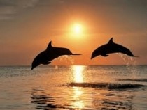 Jeu Puzzle Casse-tête en ligne Animaux marins Dauphins Duo Soleil couchant