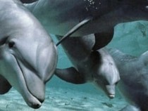 Jeu Puzzle Casse-tête en ligne Animaux marins Dauphins Groupe